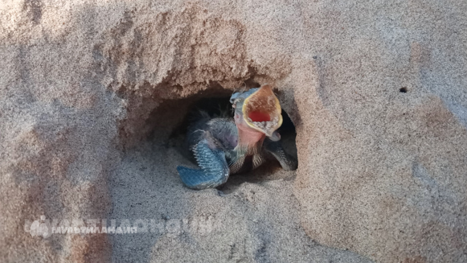 Милана Колотилина