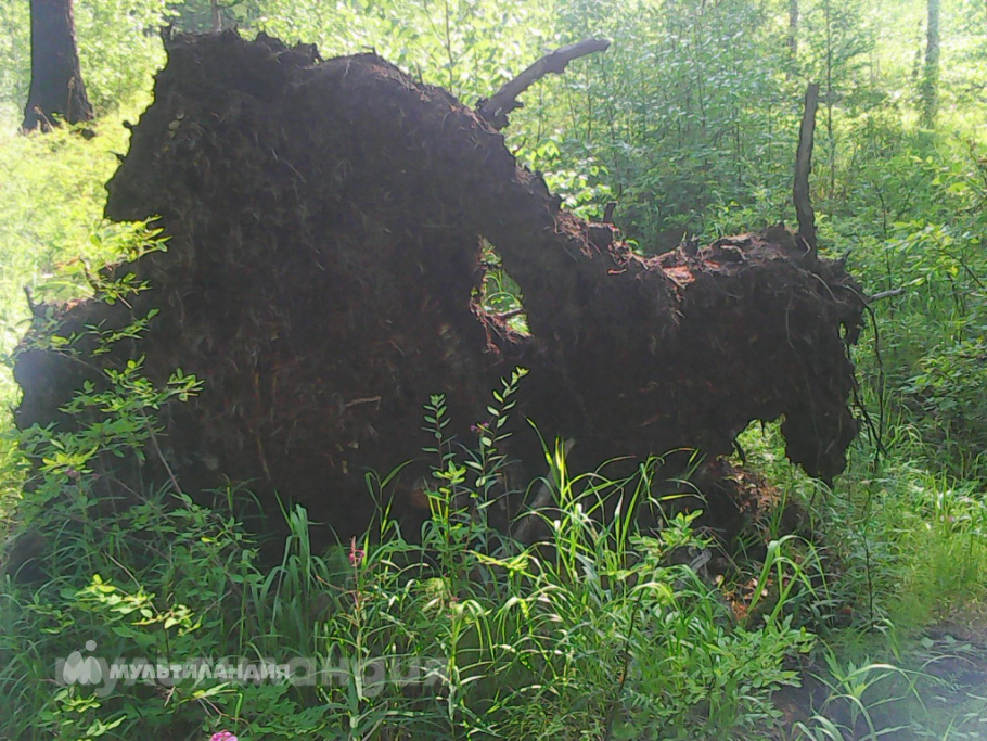 Любина Саша