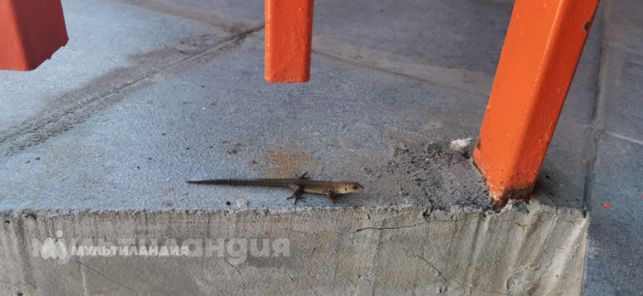 Мокров Кирилл