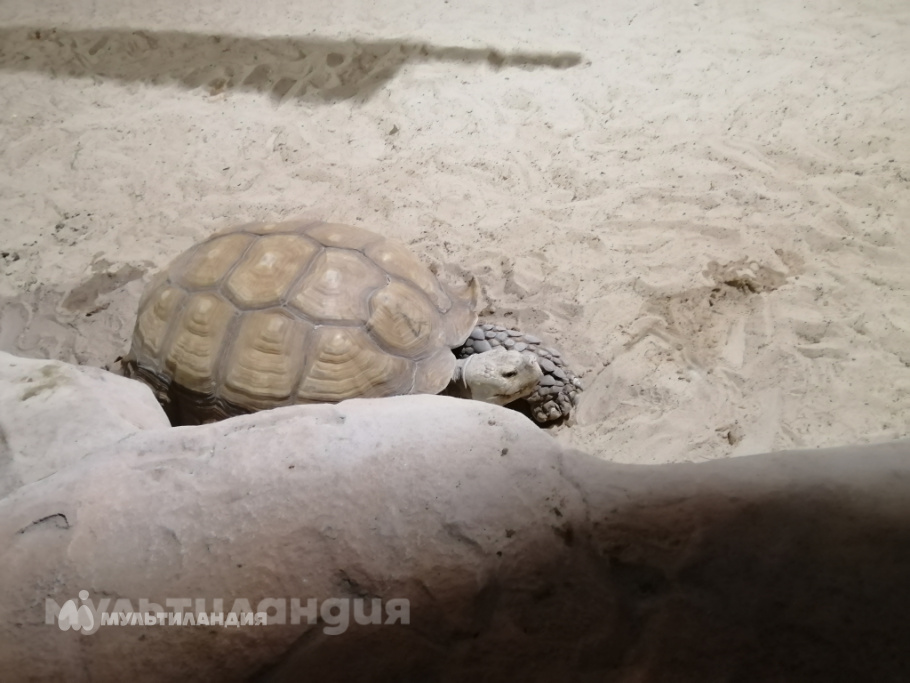 Полина Степанчук, 8 лет.