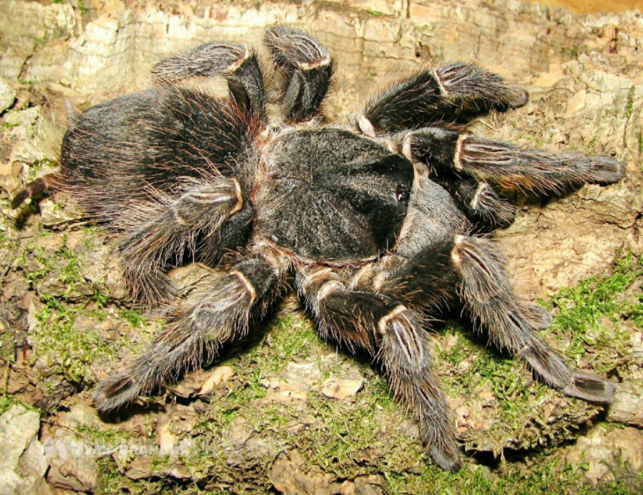 Кирилл мокрушин