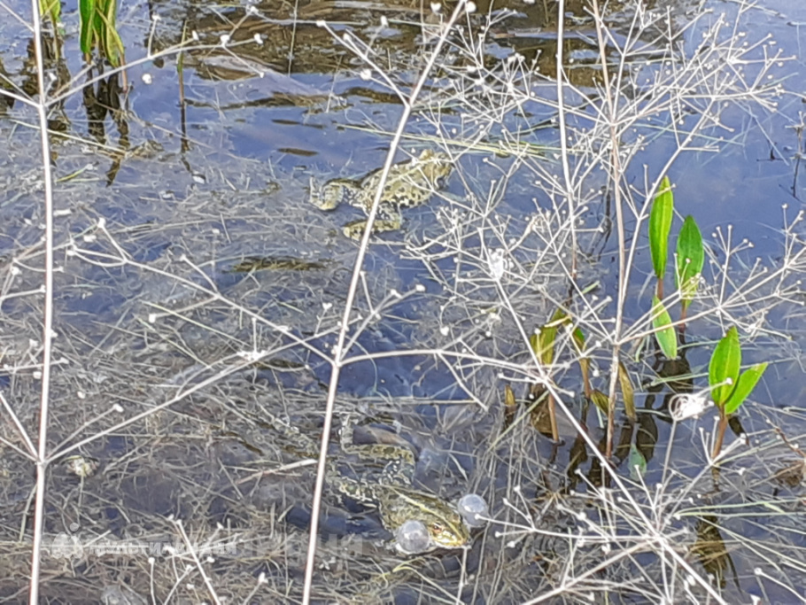 Иван Златоустовский