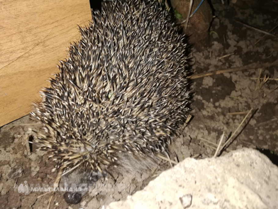 Шевчук Дарья, 6 лет