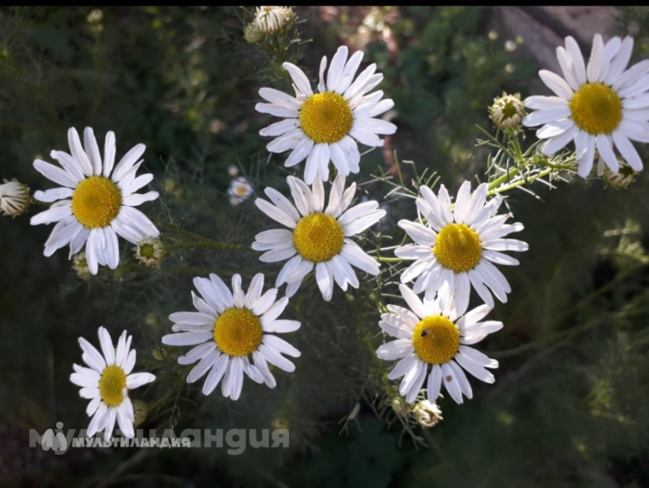 Фахрудинова Диана