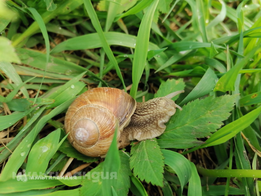 Шкирмонтова Настя 6 лет