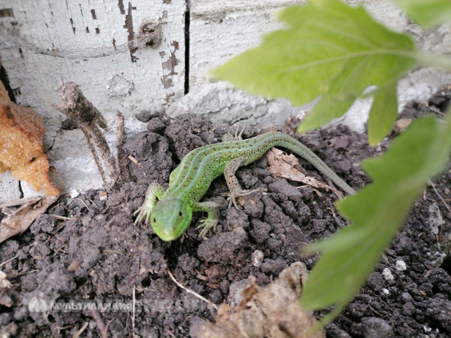 София Кокшарова