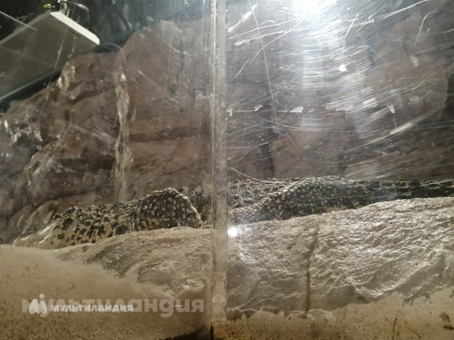 Полина, 8 лет