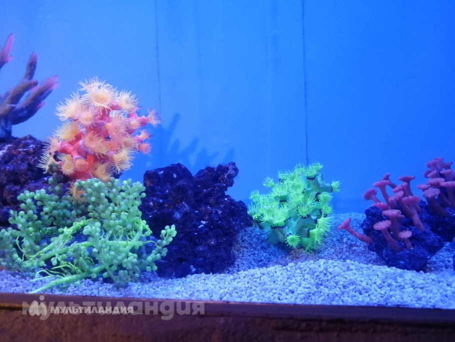 Полина, 8 лет