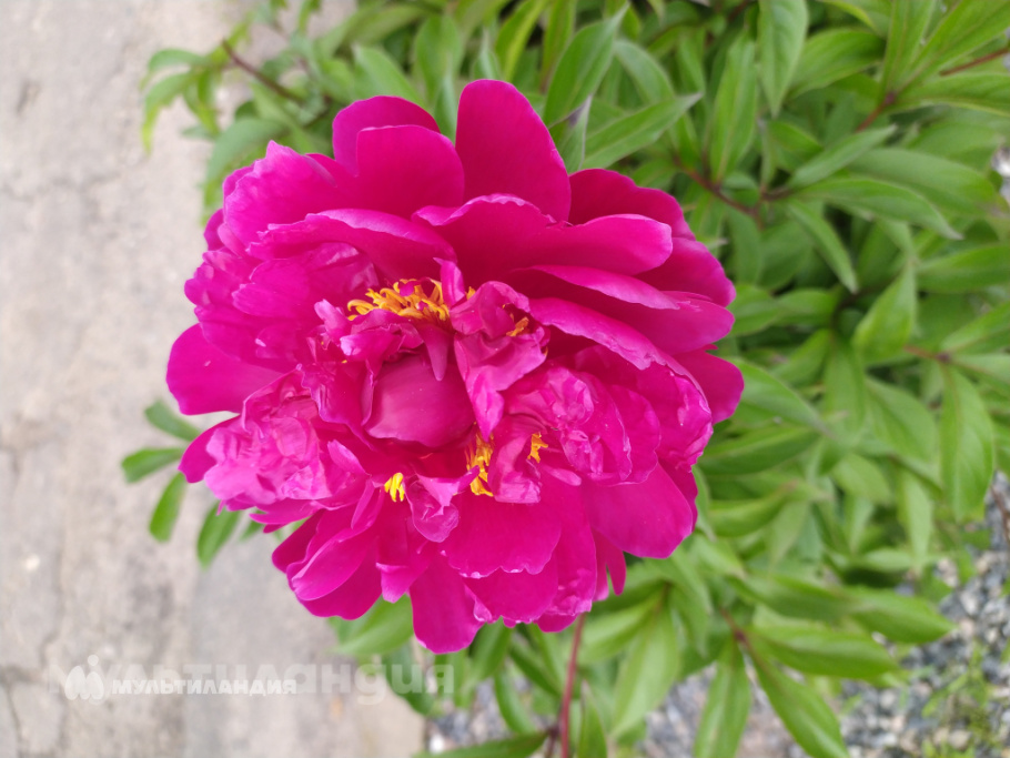 Ксения Дудоладова