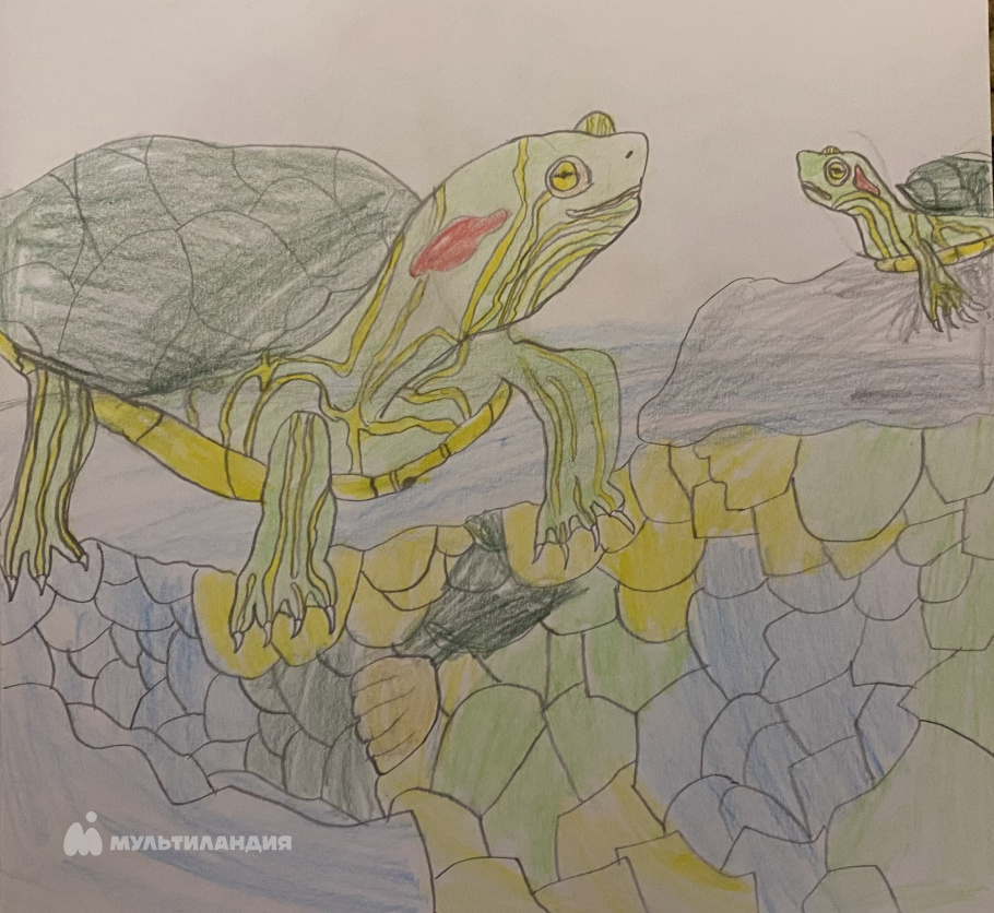 Мусаев Шахсын