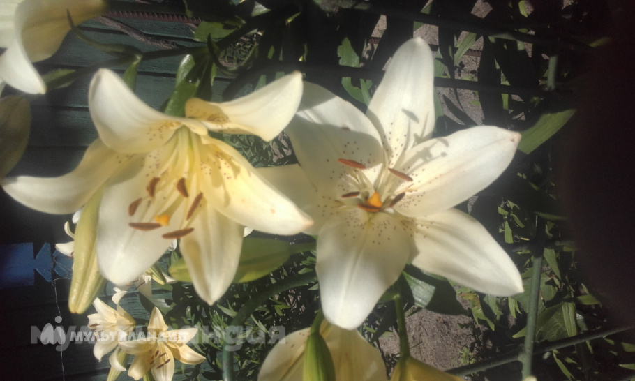 Толя Семенников