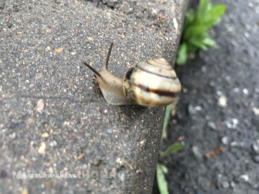 Маргарита Бачинская