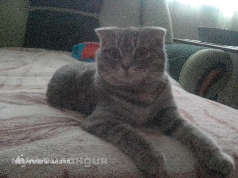 Кафарова Ангелина