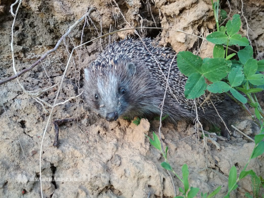 Катя Мартынова