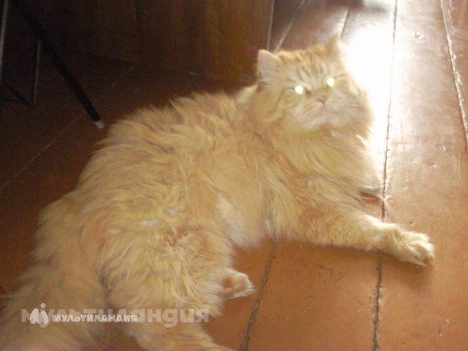 Шульга Никита