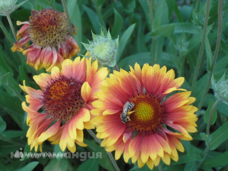 Зверева Вероника