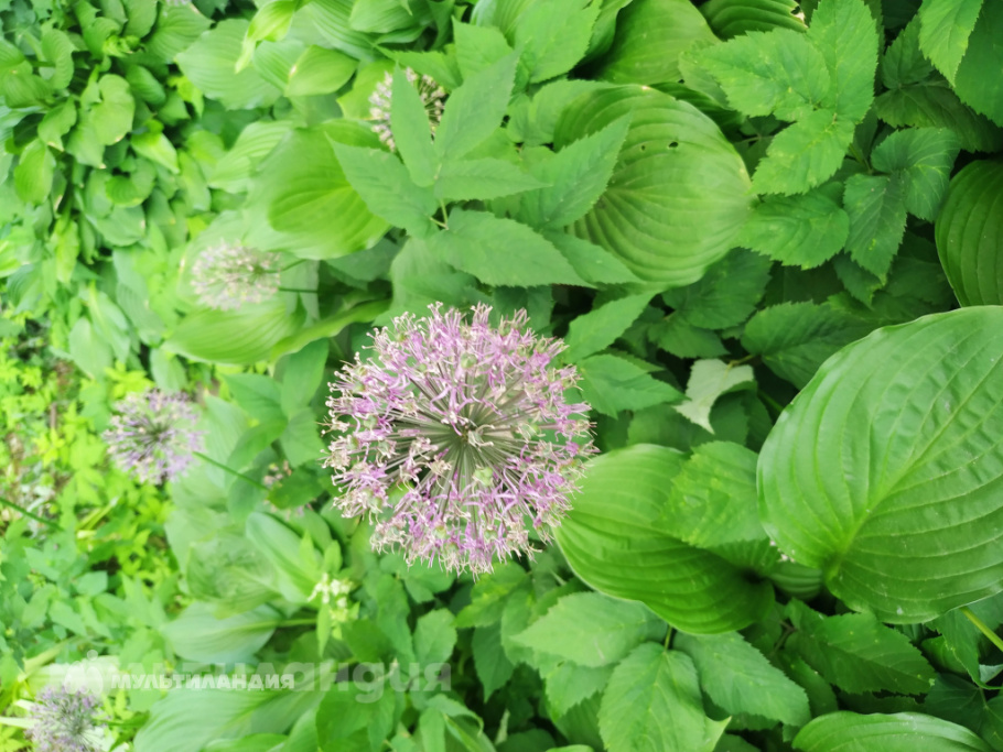 Скачкова Наташа