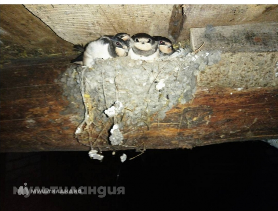 Роман Порядков