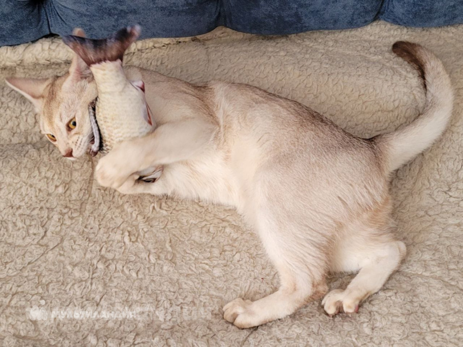 Ильин Михаил, 7 лет