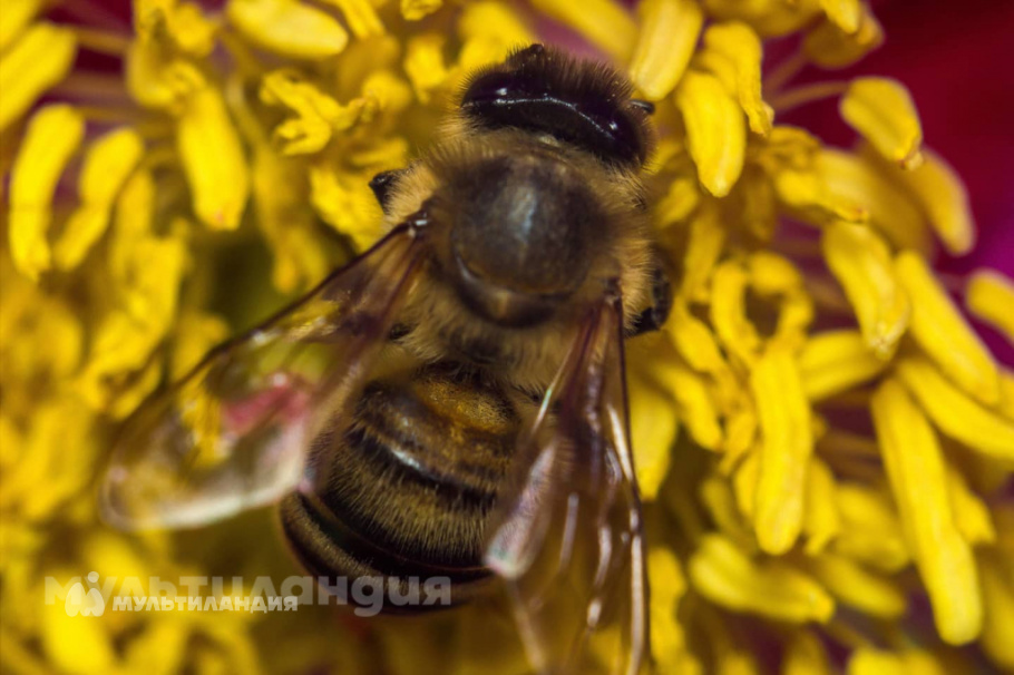 Ульяна Изотова