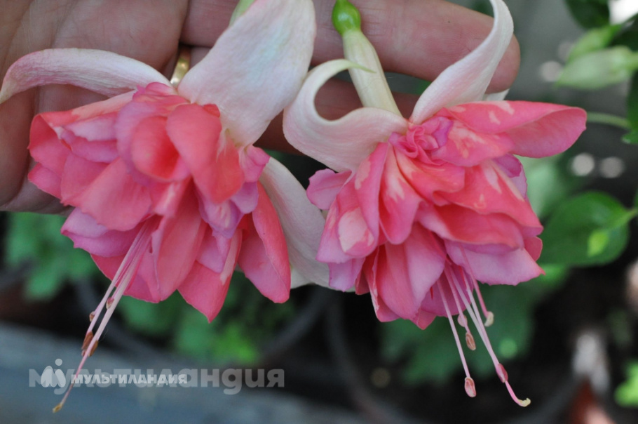 Дима Калинин