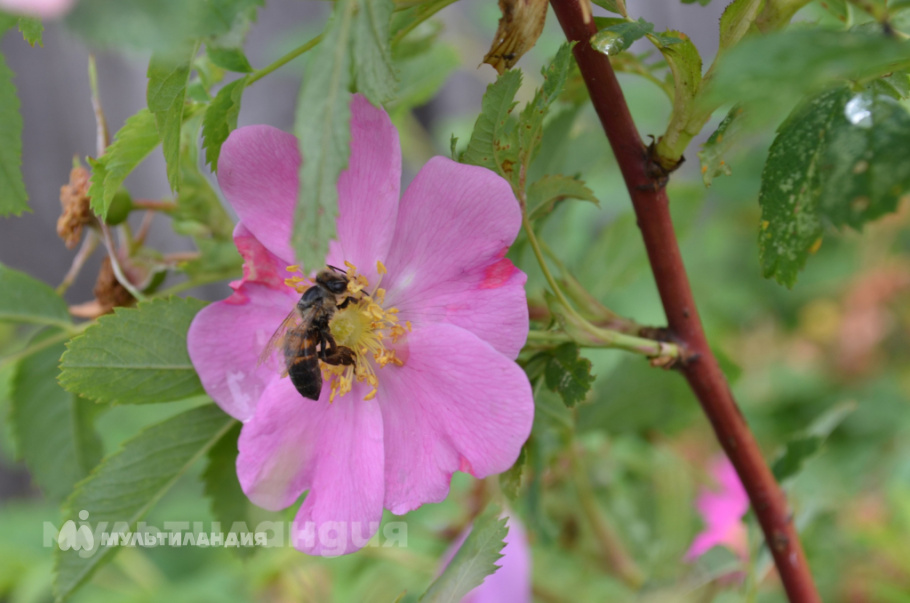 Маргарита Родионова