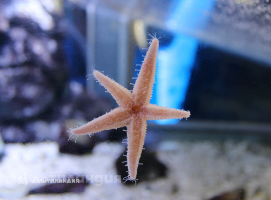 Александр Асанов