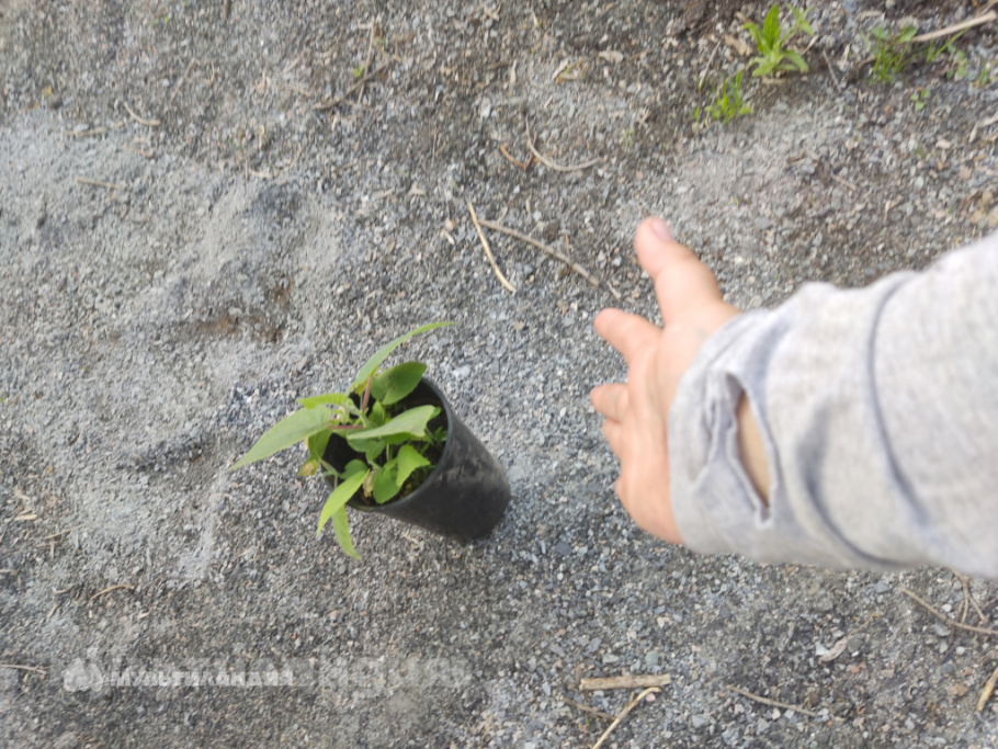 Яромир Кравцов