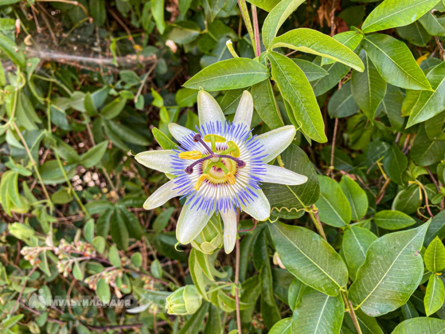 Александр Асанов