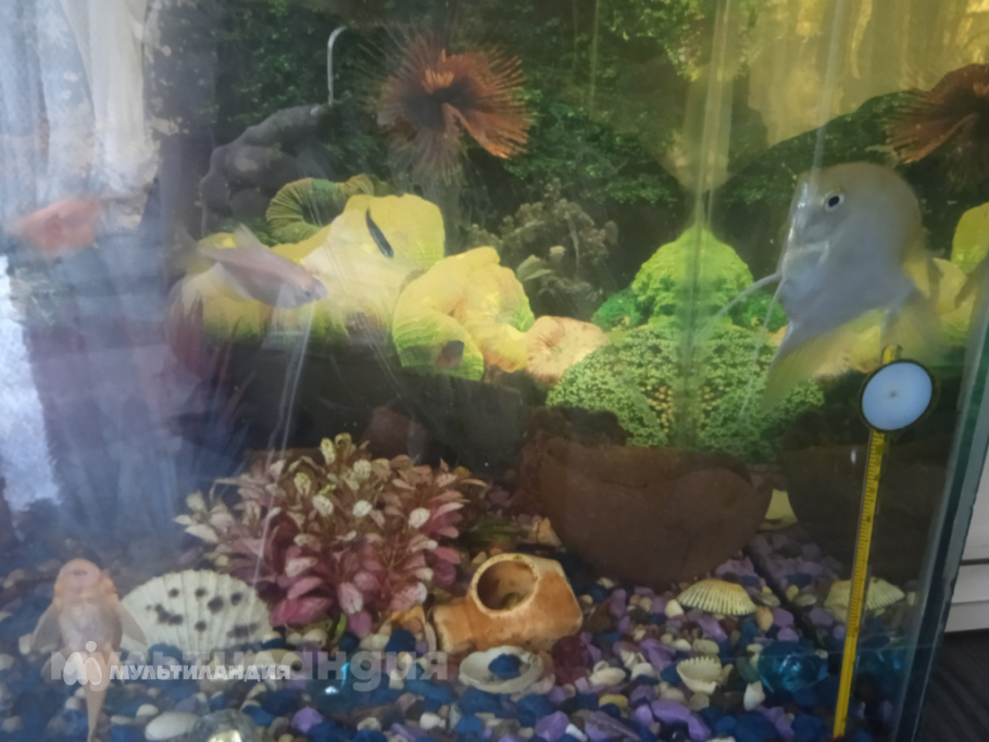 Полиночка Бакукина