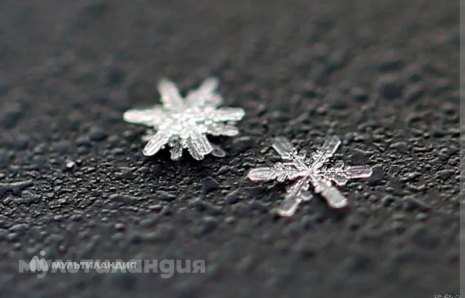 Тимошенко Миша