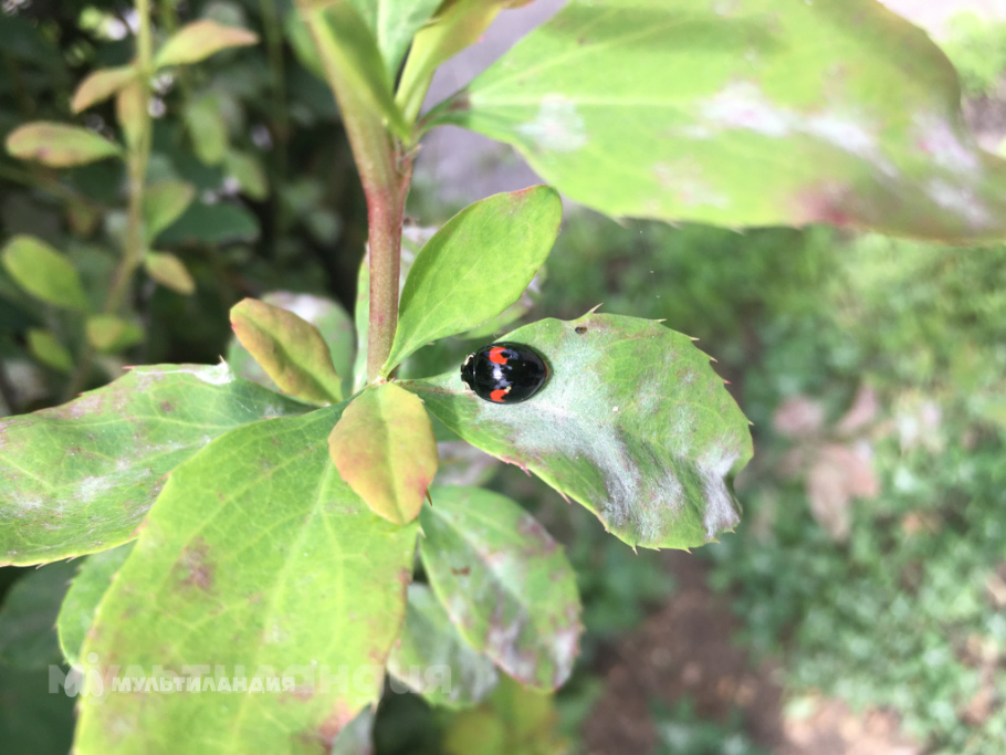 Фёдор Жуков 7 лет