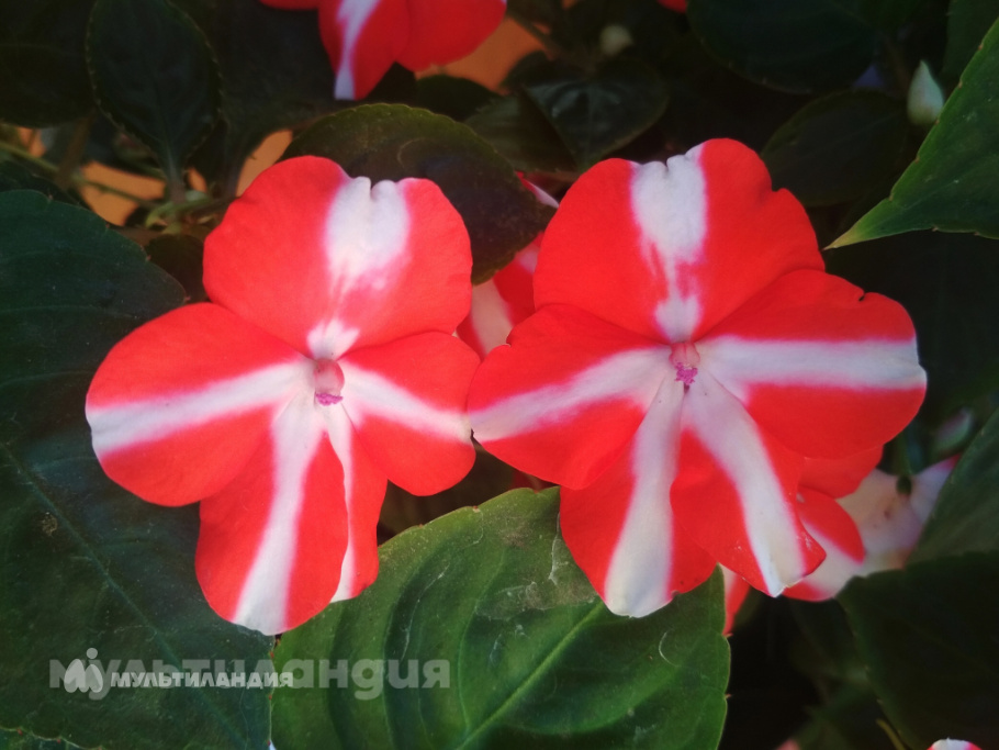 Калинина Олеся