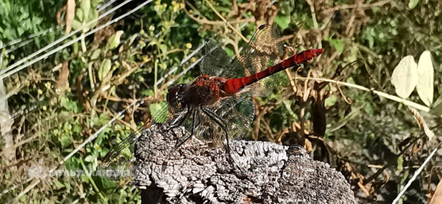 Тимофей Кабзар