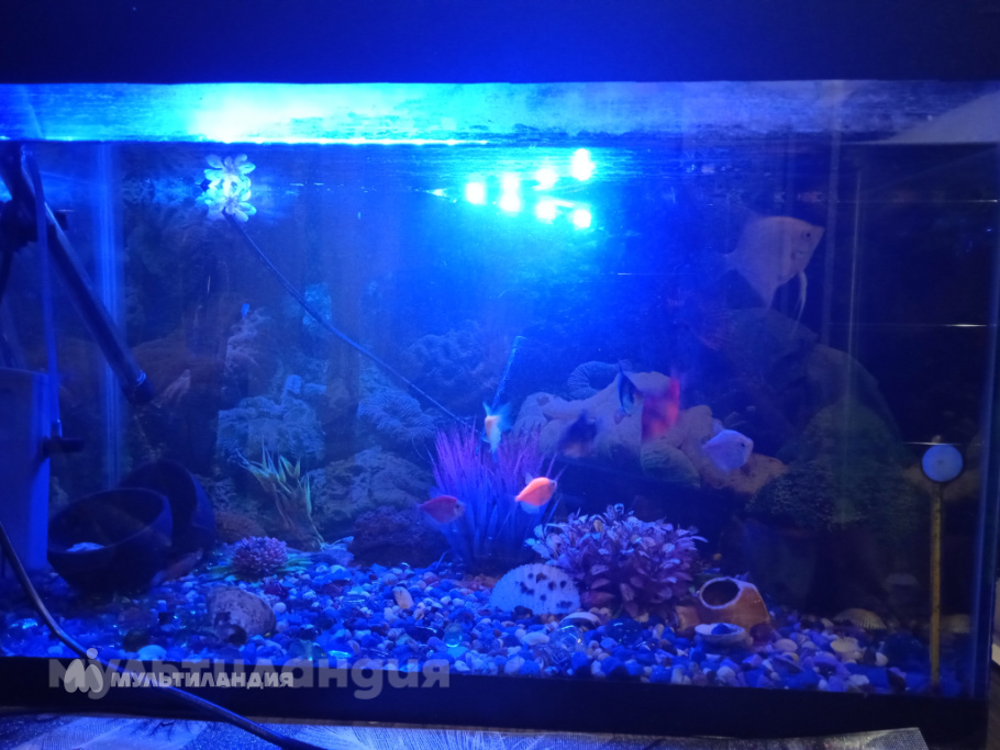 Полина Бакукина и рыбки!