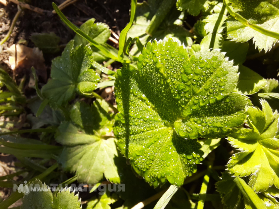 Элина Джатдоева