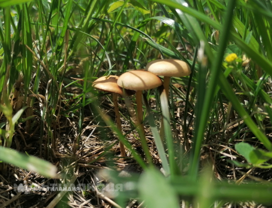 Герасимова Ангелина