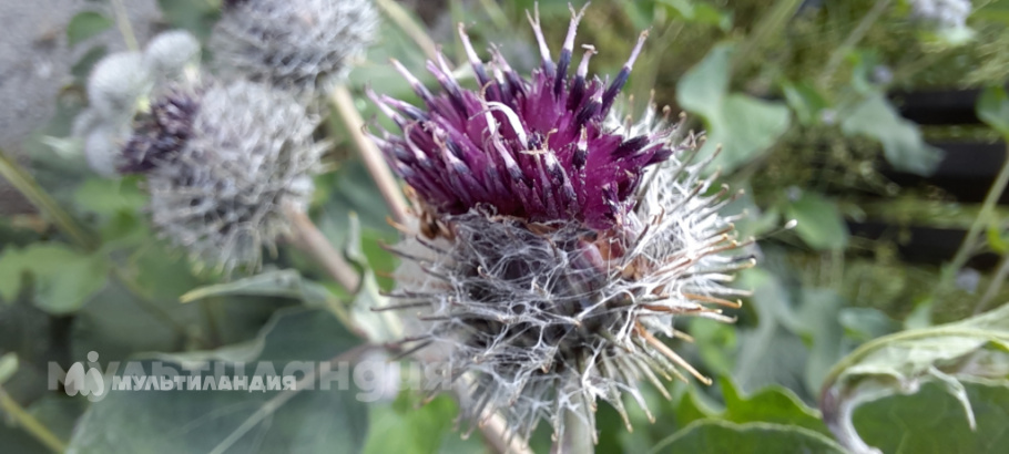 Ваня Захаров