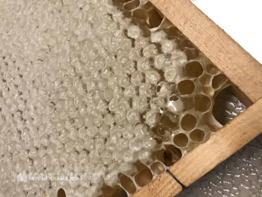 Пахомова Злата