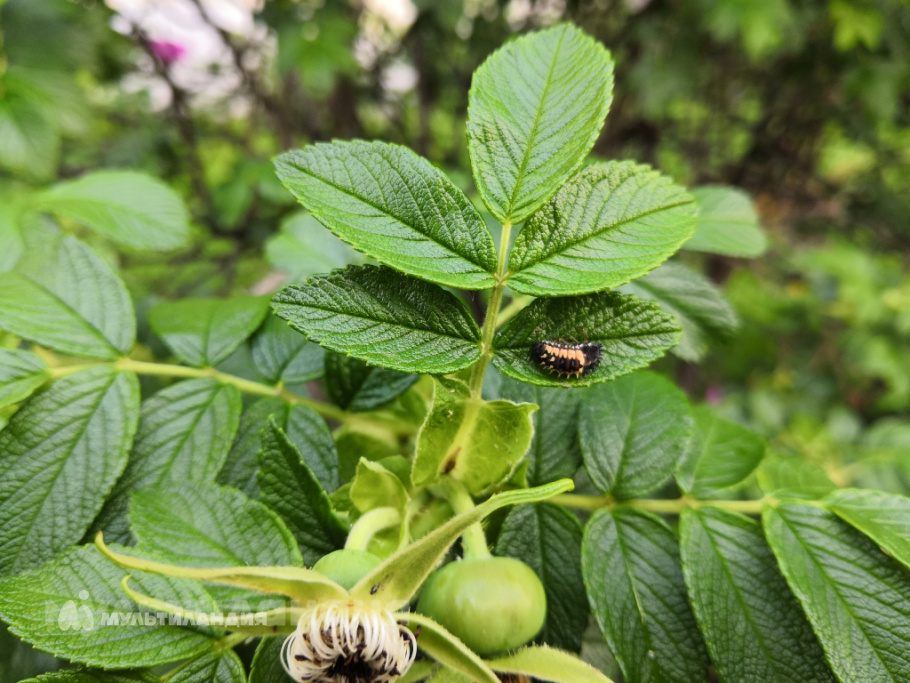 Ярослав Рябчунов