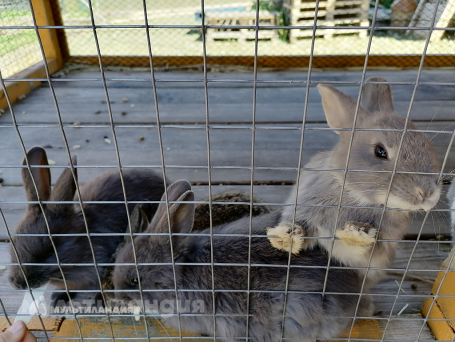 Шкирмонтова Настя 6 лет