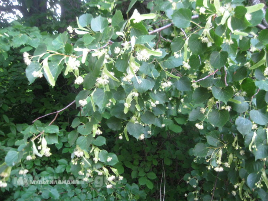 Кудрина Василиса и Кудрина Агата