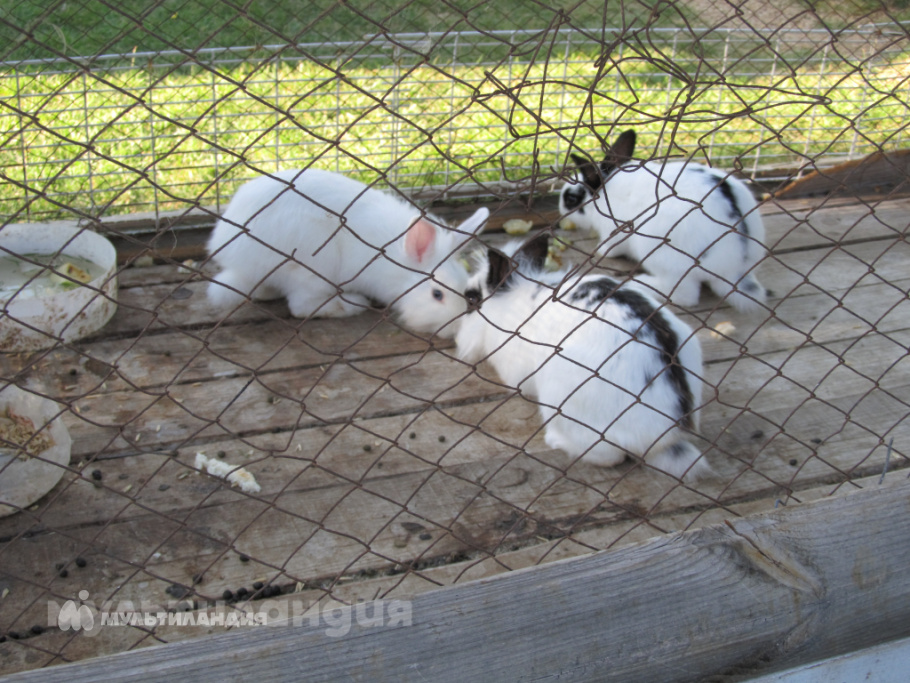 Никита Семкин