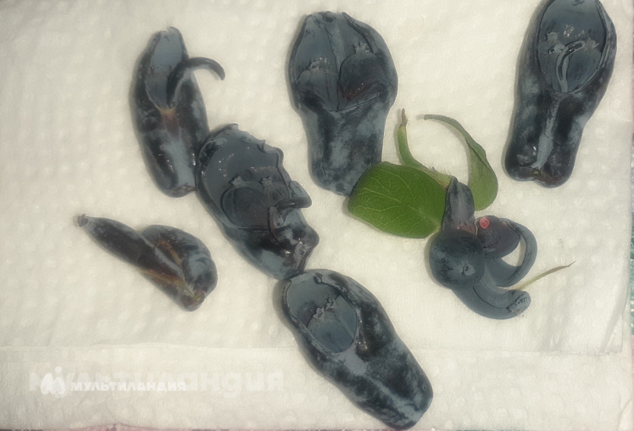 Сунгуров Арсений