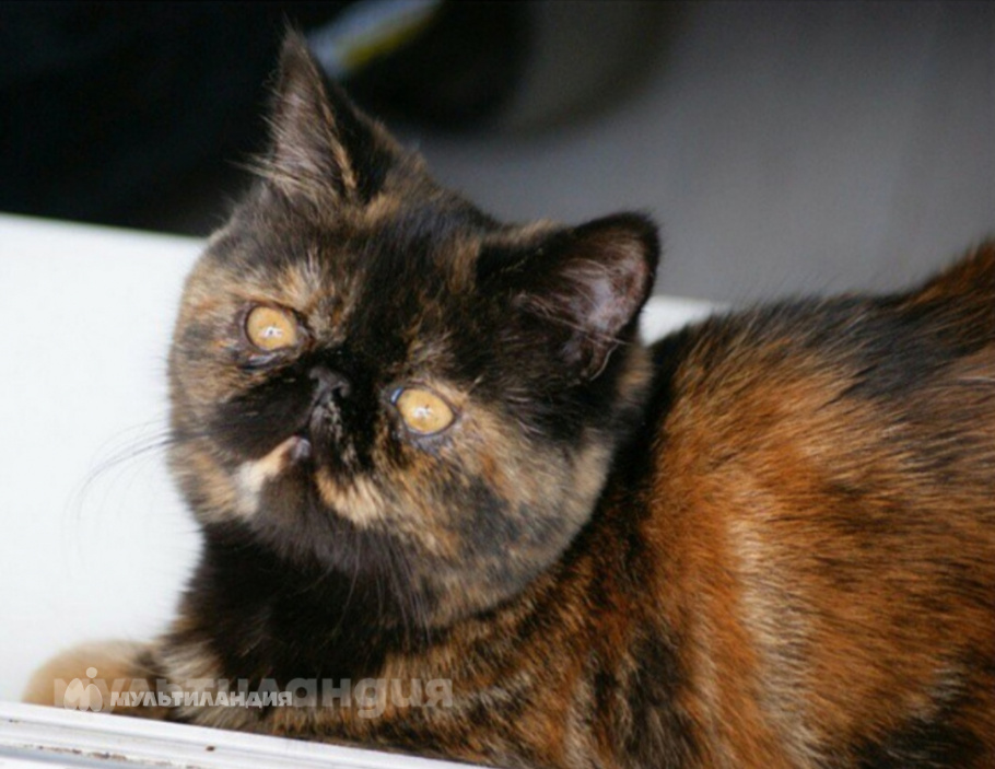 Гаврилов Егор