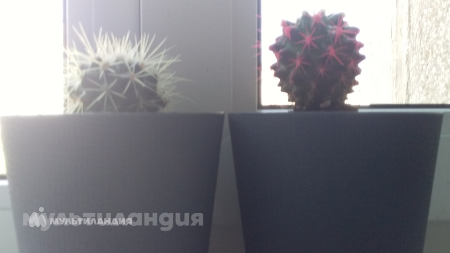 Осинцева Дарья, 10 лет