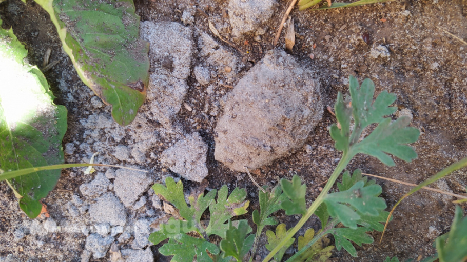 Ратмир Гибатов