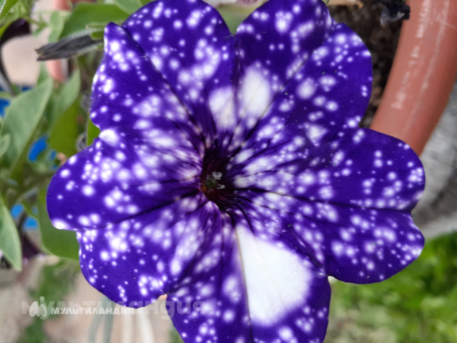 Дорохова Александра