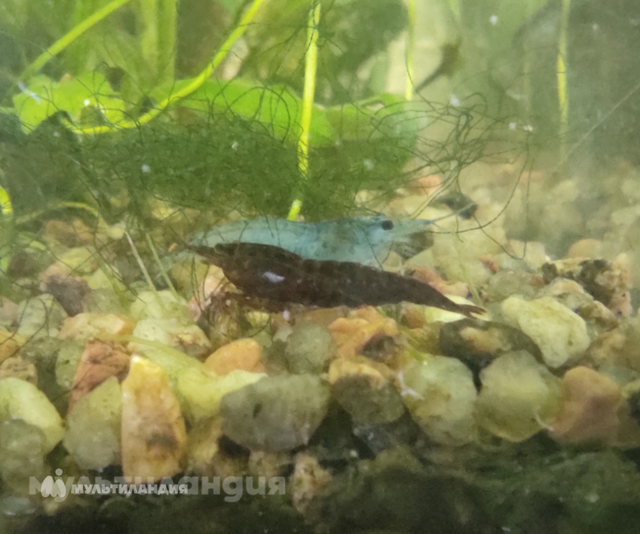 Антонина Воронина